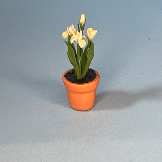 Set of four miniature daffodil