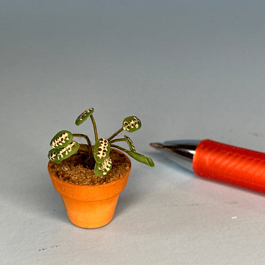 House potted green houseplant plant pot for dollhouse miniature 1:12 Calathea