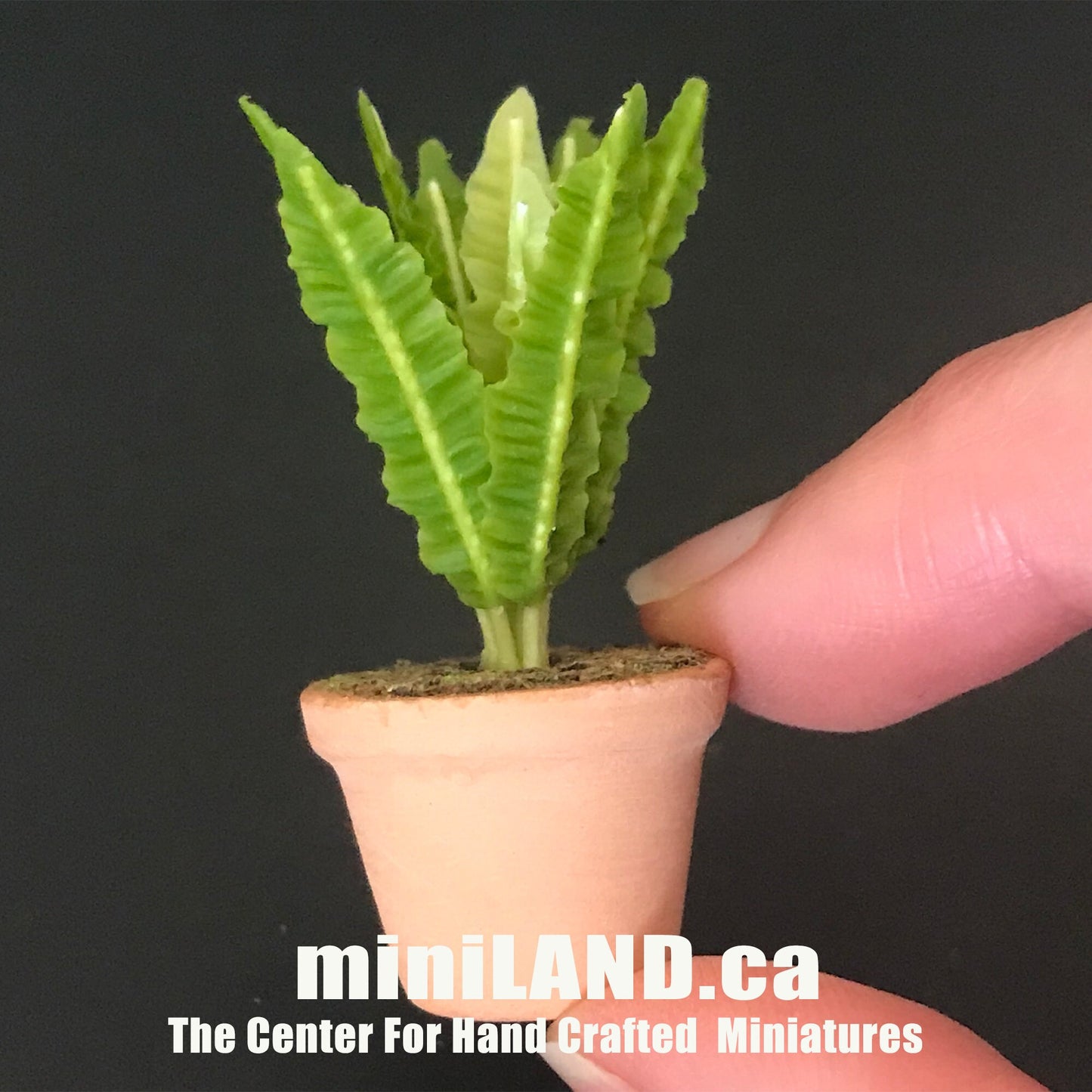 House potted Snake leaves leaf green houseplant plant pot for dollhouse miniature 1:12 scale forever garden
