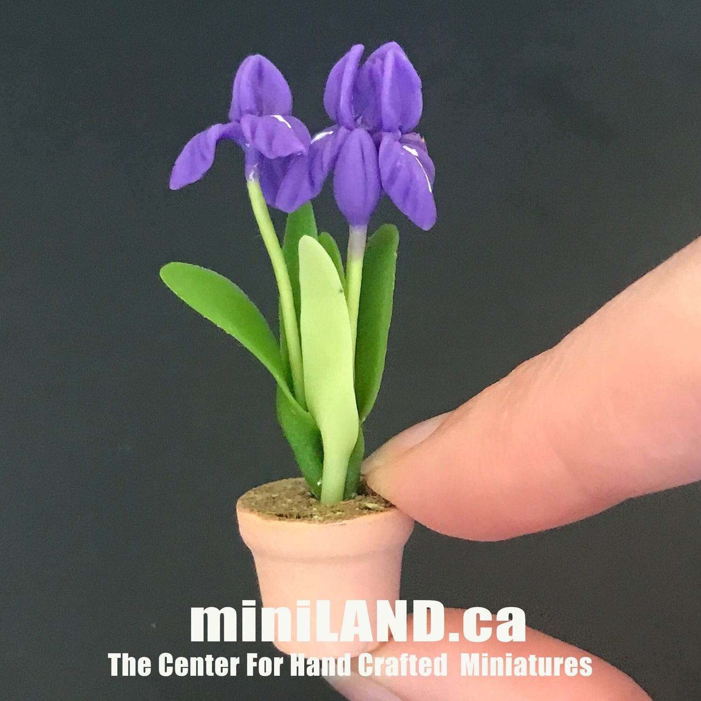 Plante à fleurs faite à la main dans un pot en terre cuite Miniatures pour maison de poupées Plantes à l'échelle 1:12 Jardin de fleurs Bloom