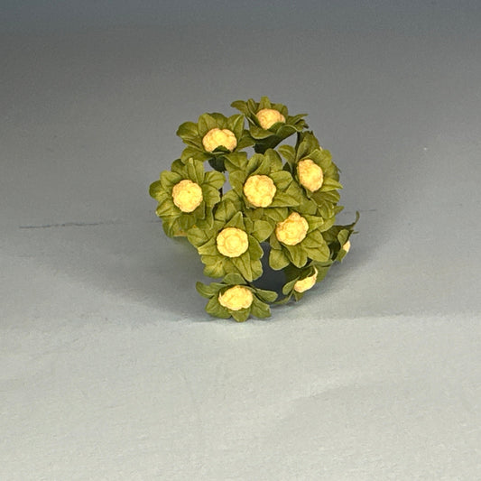 Cauliflower-looking inflorescence