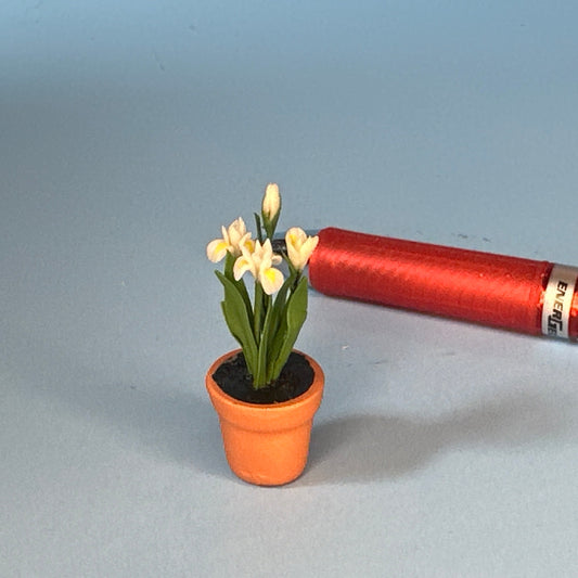 Set of four miniature daffodil