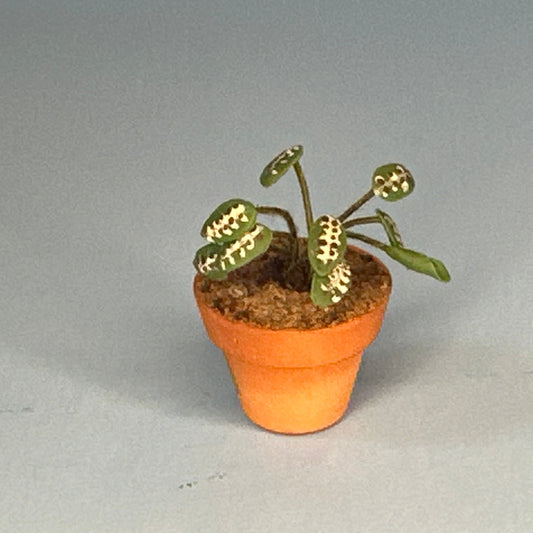 House potted green houseplant plant pot for dollhouse miniature 1:12 Calathea