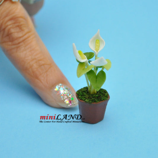 Handmade white Calla plant in Terracotta Pot Dollhouse Miniatures FL033 1:12 scale