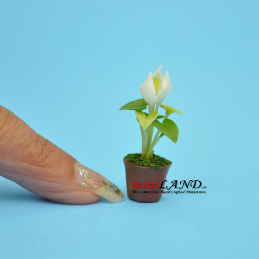 Handmade white Calla plant in Terracotta Pot Dollhouse Miniatures FL033 1:12 scale