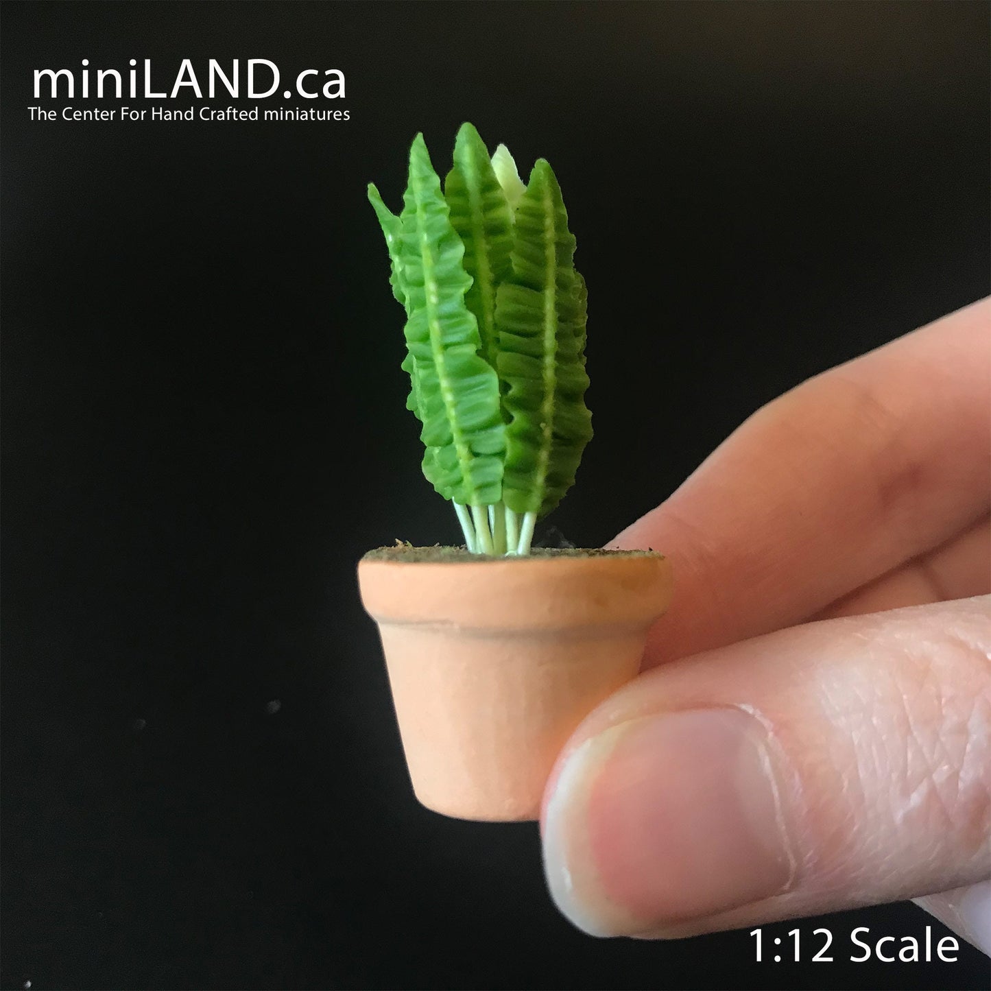 Maison en pot Fougère feuilles feuille verte plante d'intérieur pot de plante pour maison de poupée miniature échelle 1:12 Forever Garden PLN18