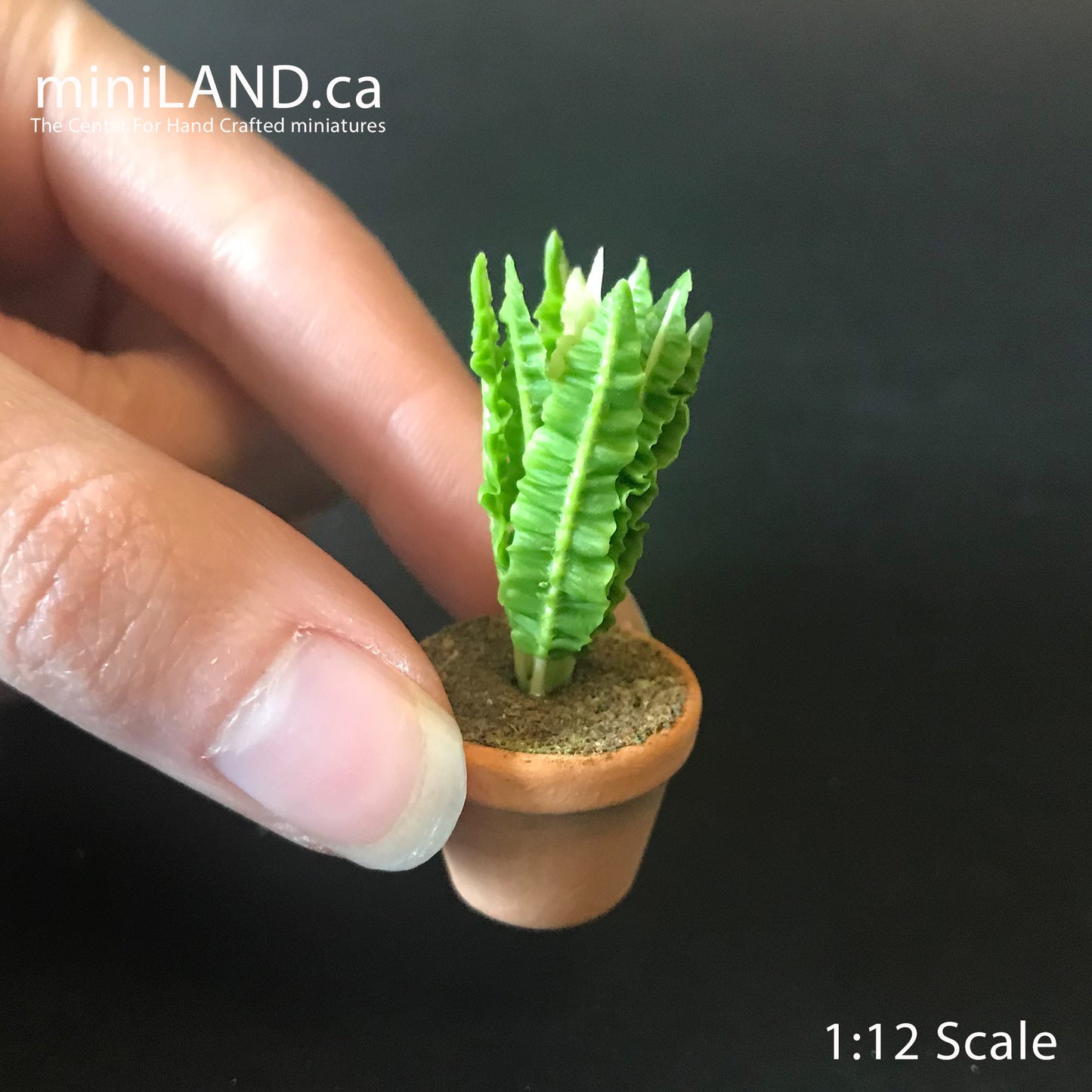 Maison en pot Fougère feuilles feuille verte plante d'intérieur pot de plante pour maison de poupée miniature échelle 1:12 Forever Garden PLN18