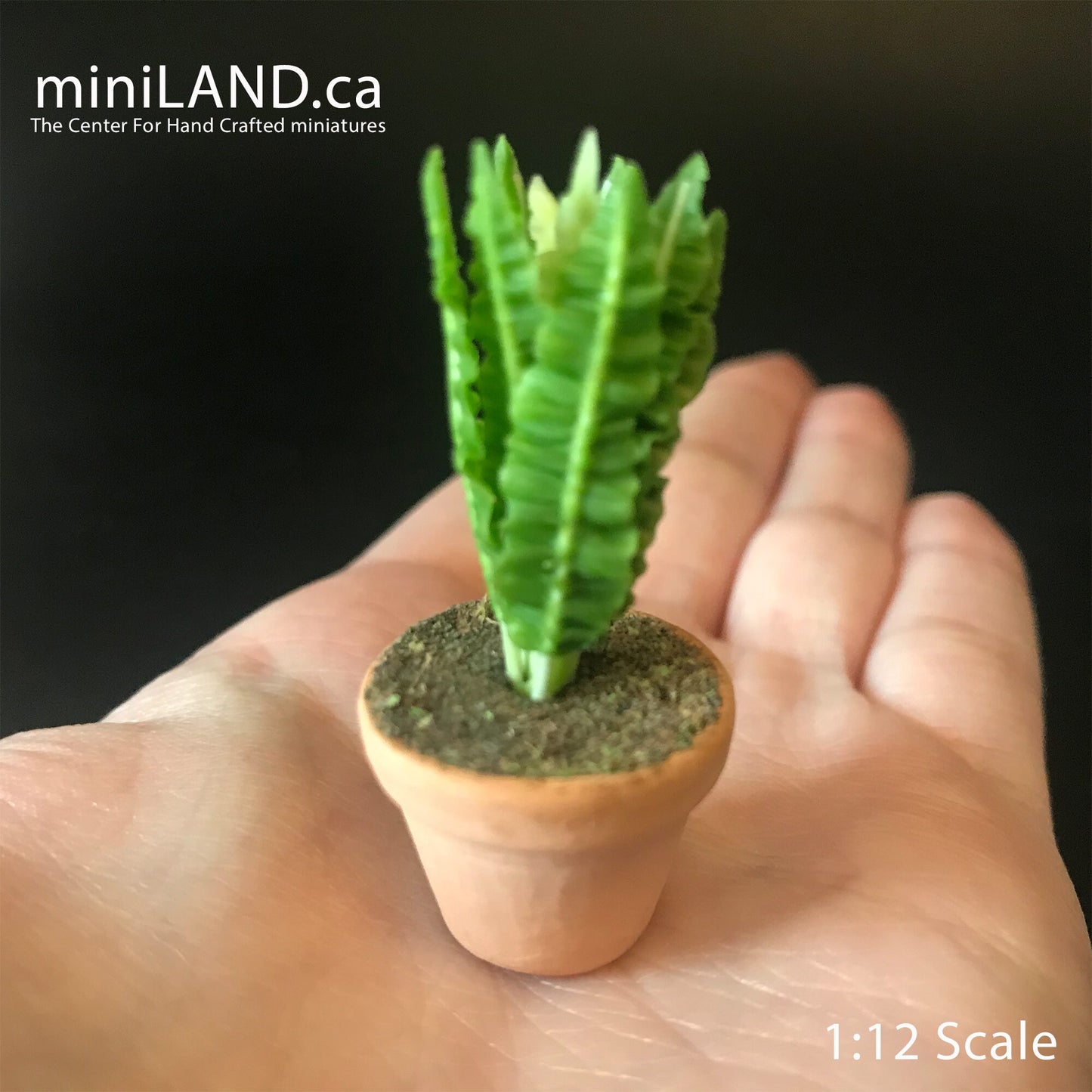 Maison en pot Fougère feuilles feuille verte plante d'intérieur pot de plante pour maison de poupée miniature échelle 1:12 Forever Garden PLN18